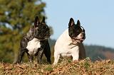 BOULEDOGUE FRANCAIS 1165